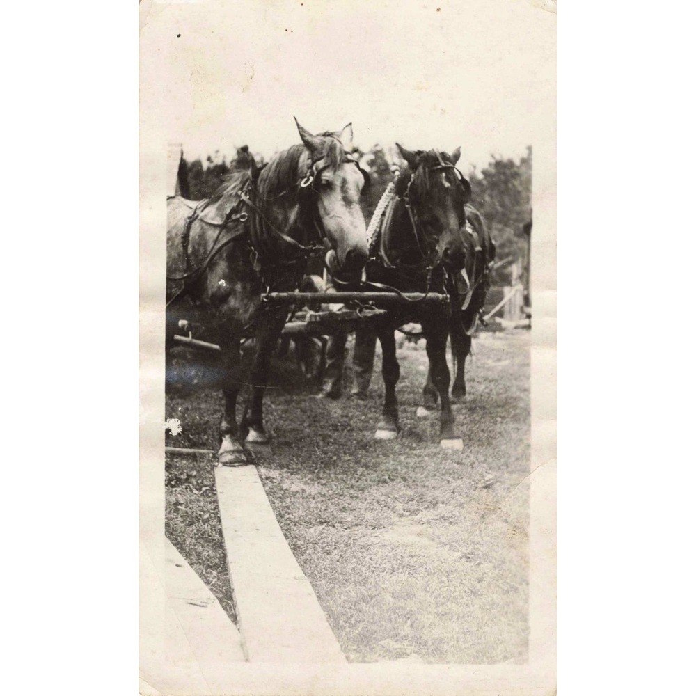 Vtg 1943 Snapshot Photo Harnessed Draft Work Horses Farm Rural Americana - Picture 1 of 2
